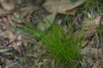 Bristlystalked sedge